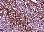 MASP2 Antibody in Immunohistochemistry (Paraffin) (IHC (P))