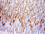 SLC25A38 Antibody in Immunohistochemistry (Paraffin) (IHC (P))