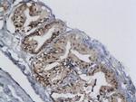 MCM2 Antibody in Immunohistochemistry (Paraffin) (IHC (P))