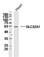 SLC32A1 Antibody in Western Blot (WB)