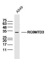 RG9MTD3 Antibody in Western Blot (WB)