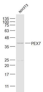 PEX7 Antibody in Western Blot (WB)