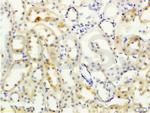 SLC8A2 Antibody in Immunohistochemistry (Paraffin) (IHC (P))