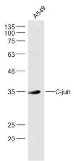 C-jun Antibody in Western Blot (WB)