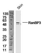 RanBP3 Antibody in Western Blot (WB)