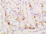 Phospho-Nrf2 (Ser40) Antibody in Immunohistochemistry (Paraffin) (IHC (P))