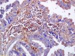 Phospho-Nrf2 (Ser40) Antibody in Immunohistochemistry (Paraffin) (IHC (P))