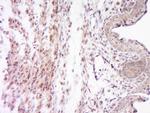 SOCS7 Antibody in Immunohistochemistry (Paraffin) (IHC (P))