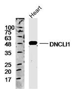 DNCLI1 Antibody in Western Blot (WB)