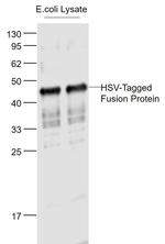 HSV Tag Antibody in Western Blot (WB)