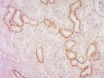 Phospho-AQP2 (Ser256) Antibody in Immunohistochemistry (Paraffin) (IHC (P))
