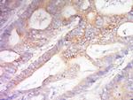 Phospho-AQP2 (Ser256) Antibody in Immunohistochemistry (Paraffin) (IHC (P))