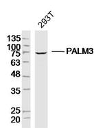 PALM3 Antibody in Western Blot (WB)