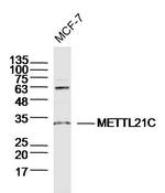 METTL21C Antibody in Western Blot (WB)