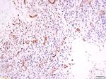 Phospho-OPRD1 (Ser363) Antibody in Immunohistochemistry (Paraffin) (IHC (P))