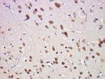Phospho-OPRD1 (Ser363) Antibody in Immunohistochemistry (Paraffin) (IHC (P))