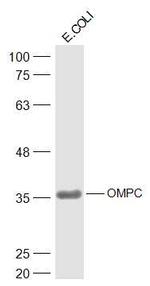 OMPC Antibody in Western Blot (WB)