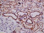 ATG101 Antibody in Immunohistochemistry (Paraffin) (IHC (P))