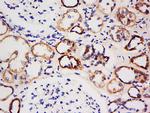 AMPK beta 1 Antibody in Immunohistochemistry (Paraffin) (IHC (P))