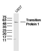 Transition Protein 1 Antibody in Western Blot (WB)