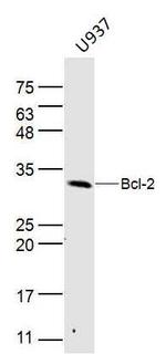Bcl-2 Antibody in Western Blot (WB)