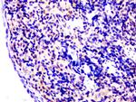 IL-10 Antibody in Immunohistochemistry (Paraffin) (IHC (P))
