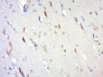 IL-10 Antibody in Immunohistochemistry (Paraffin) (IHC (P))