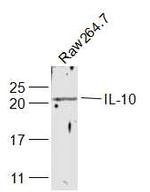 IL-10 Antibody in Western Blot (WB)
