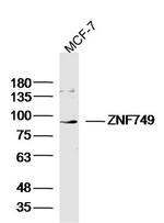 ZNF749 Antibody in Western Blot (WB)