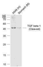 TGF beta 1 Antibody in Western Blot (WB)