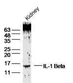 IL-1 Beta Antibody in Western Blot (WB)