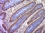 BTN2A1 Antibody in Immunohistochemistry (Paraffin) (IHC (P))