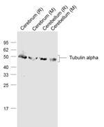 TUBA1A/TUBA1B Antibody in Western Blot (WB)