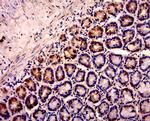 SOX10 Antibody in Immunohistochemistry (Paraffin) (IHC (P))