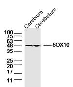 SOX10 Antibody in Western Blot (WB)