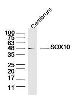 SOX10 Antibody in Western Blot (WB)