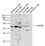 UAP56 Antibody in Western Blot (WB)