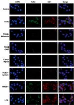 TLR4 Antibody in Immunocytochemistry (ICC/IF)