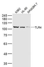 TLR4 Antibody in Western Blot (WB)