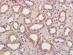 AQP9 Antibody in Immunohistochemistry (Paraffin) (IHC (P))