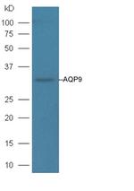 AQP9 Antibody in Western Blot (WB)