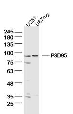 DLG4 Antibody in Western Blot (WB)