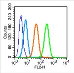FSH Receptor Antibody in Flow Cytometry (Flow)