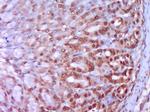 HSP27 Antibody in Immunohistochemistry (Paraffin) (IHC (P))