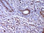 HSP27 Antibody in Immunohistochemistry (Paraffin) (IHC (P))