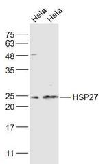 HSP27 Antibody in Western Blot (WB)