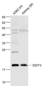 GADD153/DDIT3 Antibody in Western Blot (WB)