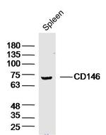 CD146 Antibody in Western Blot (WB)