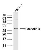 Galectin 3 Antibody in Western Blot (WB)