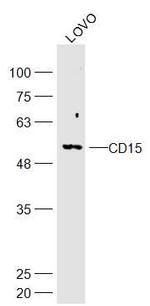 CD15 Antibody in Western Blot (WB)